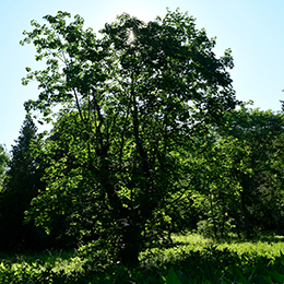 Field Arboretum