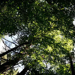 Shamrock Woods