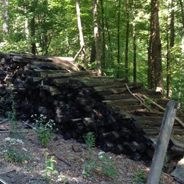 Lower Bowker's Woods